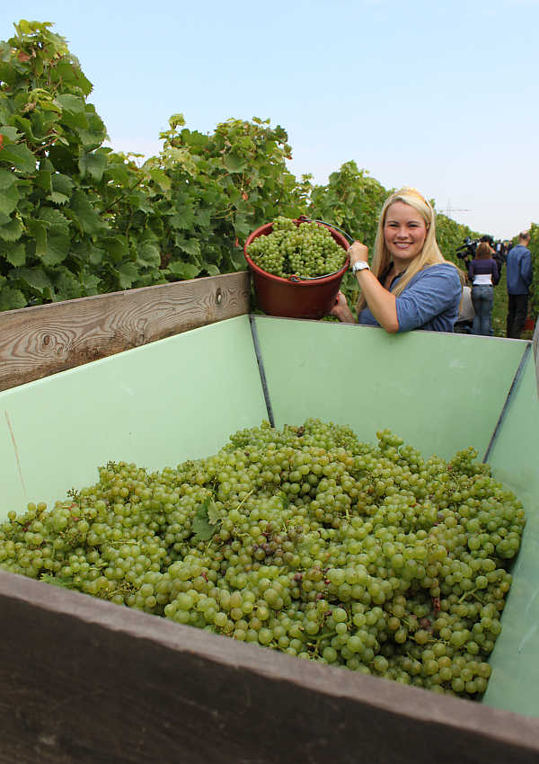 Die Pfälzische Weinkönigin Andrea Römmisch bei der Weinlese.